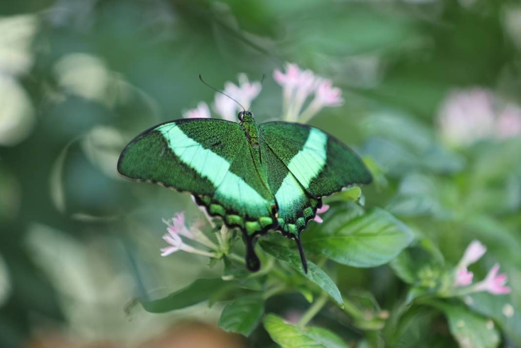 Selçuklu'yu artık oturduğunuz yerden gezebileceksiniz 15